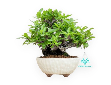 Pyracantha - 19 cm