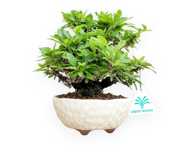 Pyracantha - 19 cm