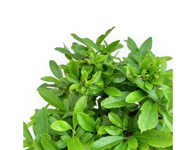 Pyracantha - 19 cm 2
