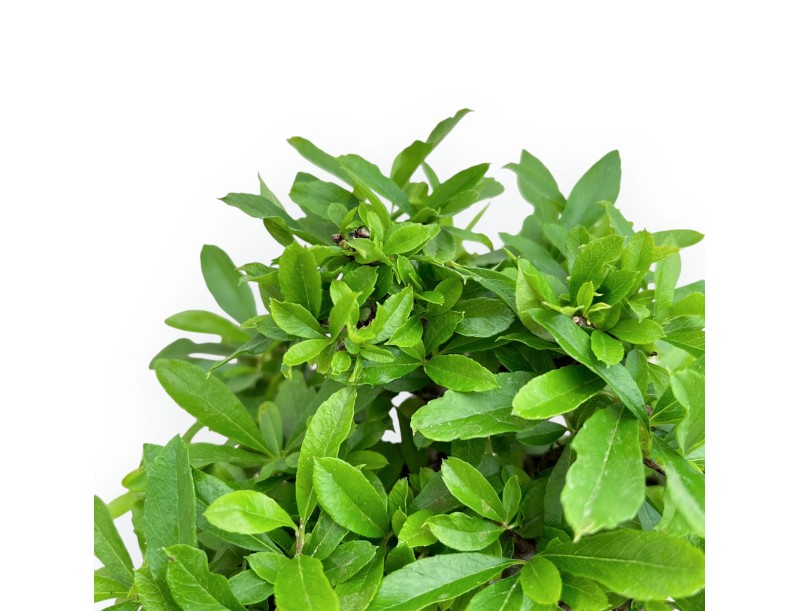 Pyracantha - 19 cm