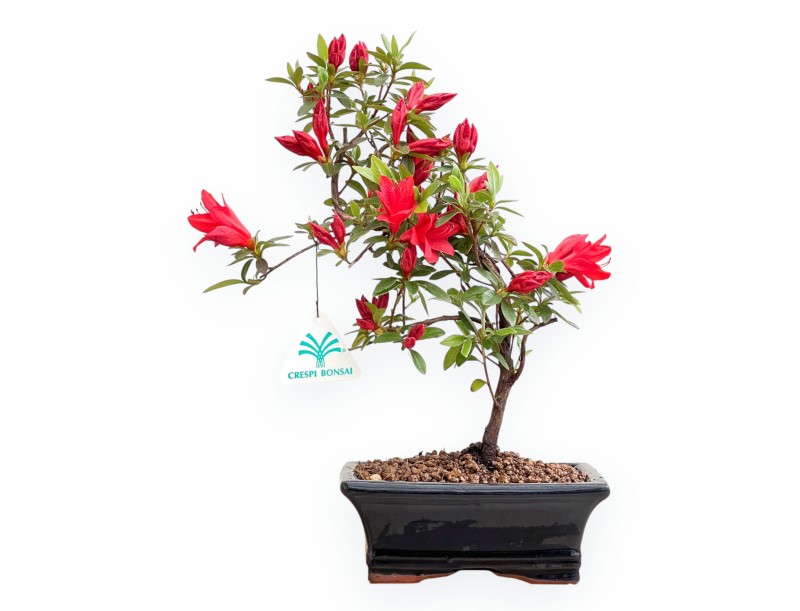 Rhododendron indicum - Azalée - 32 cm