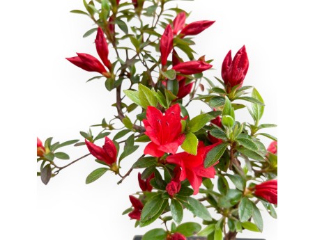 Rhododendron indicum - Azalée - 32 cm