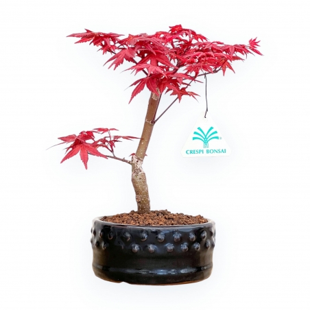 Acer Palmatum Deshojo - Érable - de 22 à 28 cm