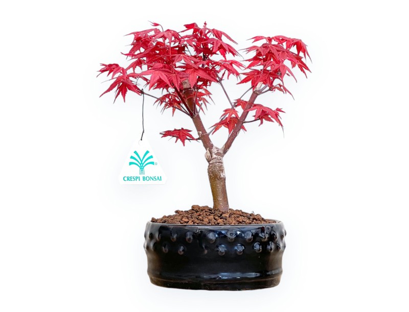 Acer Palmatum Deshojo - Arce - de 22 a 28 cm