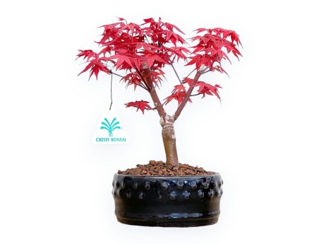 Acer Palmatum Deshojo - Arce - de 22 a 28 cm