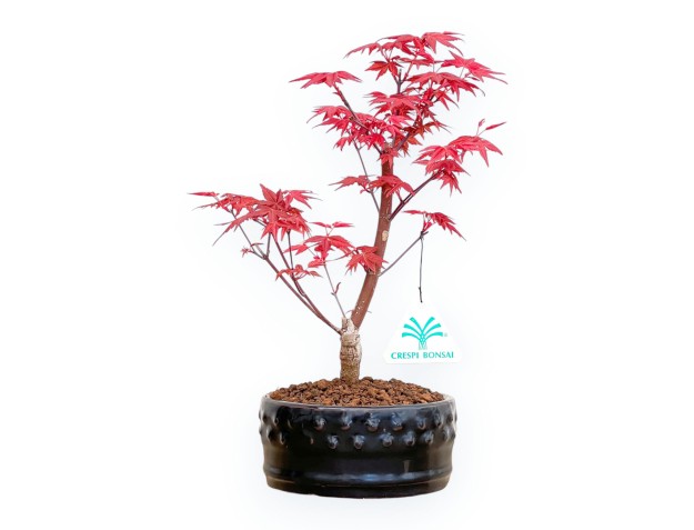 Acer Palmatum Deshojo - Ahorne - von 22 bis 28 cm