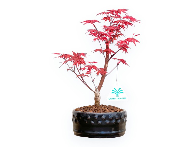 Acer Palmatum Deshojo - Maple - from 22 to 28 cm