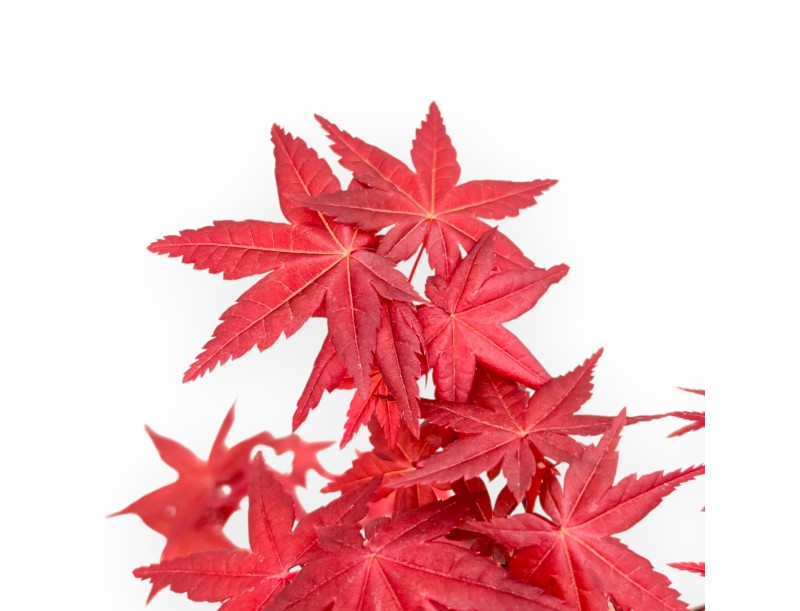 Acer Palmatum Deshojo - Arce - de 22 a 28 cm