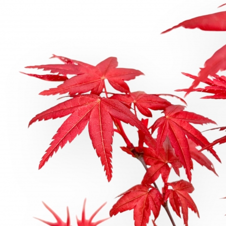 Acer Palmatum Deshojo - Arce - de 22 a 28 cm