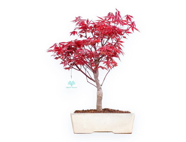 Acer Palmatum Nomura - Maple - 41 cm