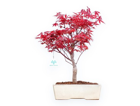 Acer Palmatum Nomura - Maple - 41 cm