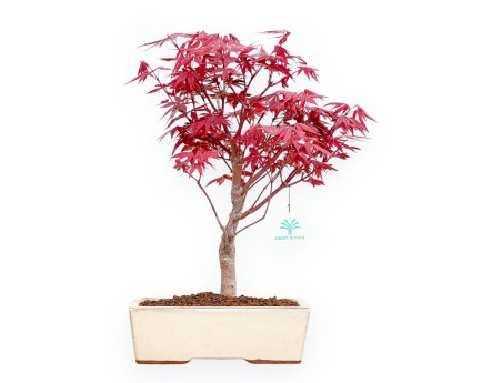 Acer Palmatum Nomura - Érable - 41 cm