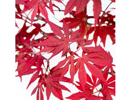 Acer Palmatum Nomura - Ahorne - 41 cm