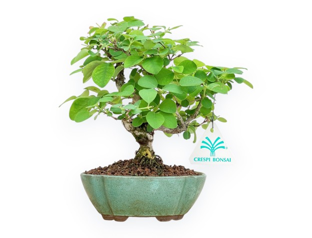 Lonicera - 21 cm