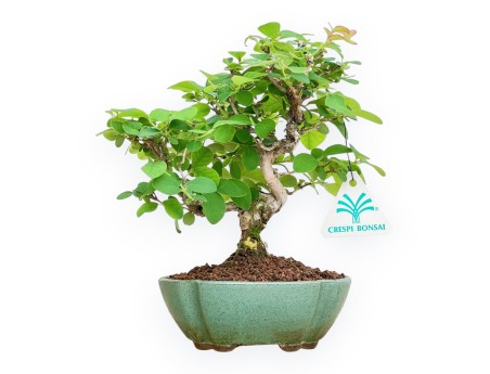 Lonicera - 21 cm