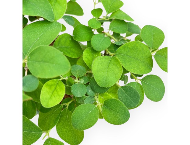 Lonicera - 21 cm 2