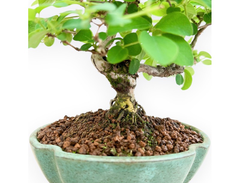 Lonicera - 21 cm