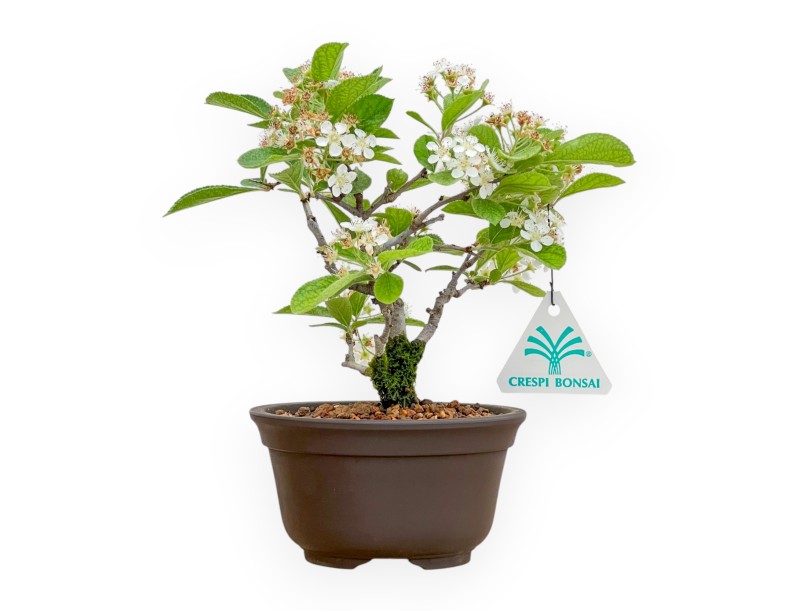 Pourthiaea villosa - 21 cm