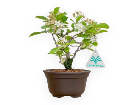 Pourthiaea villosa - 21 cm