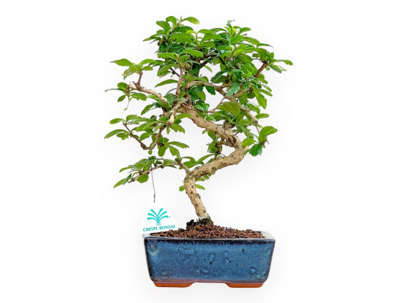 Carmona Macrophylla – Teepflanze – 36 cm