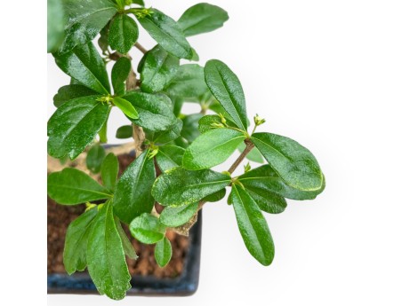 Carmona Macrophylla - Planta de té - 36 cm