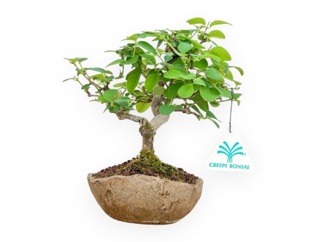 Lonicera - 20 cm