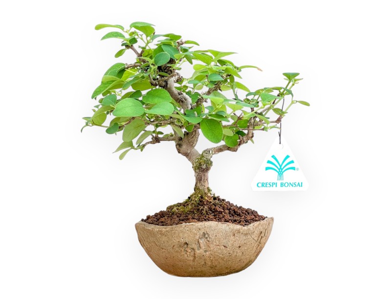 Lonicera - 20 cm