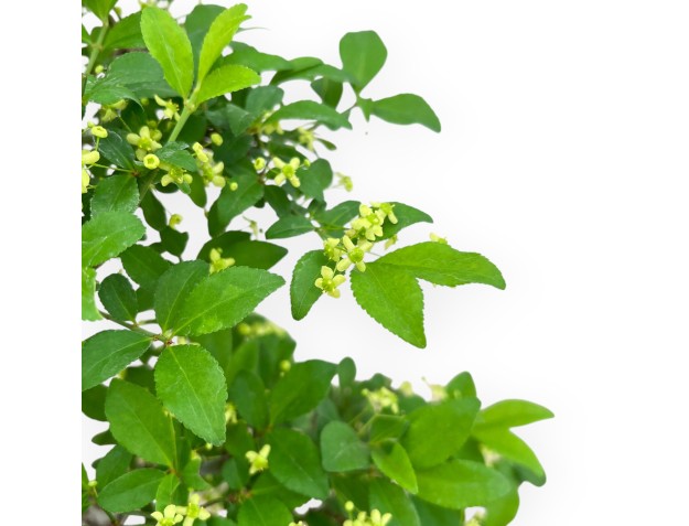 Evonymus Sielbodianus - Evonimo - 60 cm 2