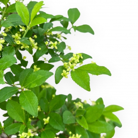 Evonymus Sielbodianus - Evonymus - 60 cm