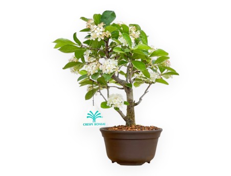 Pourthiaea villosa - 26 cm