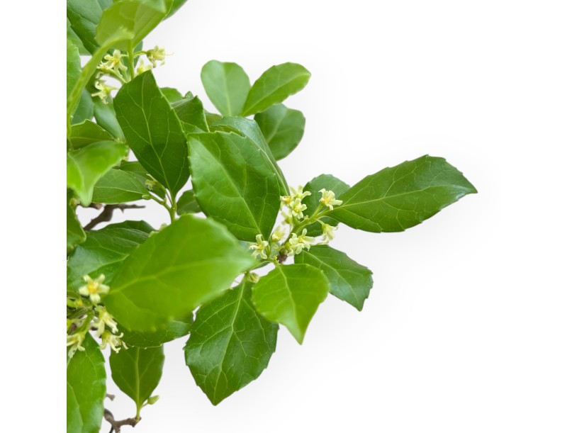Celastrus Orbiculatus - Bourreau des Arbres - 20 cm