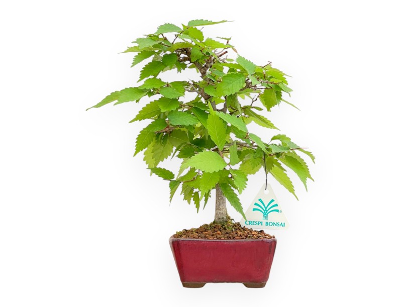 Zelkova Serrata - Ulmen - 25 cm
