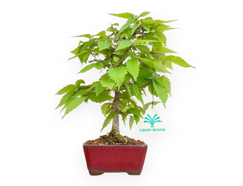 Zelkova Serrata - Orme - 25 cm