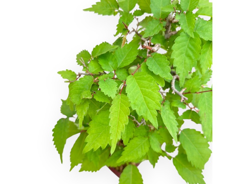 Zelkova Serrata - Olmo - 25 cm