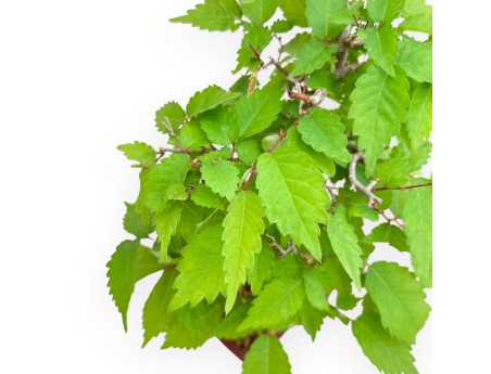 Zelkova Serrata - Elm - 25 cm