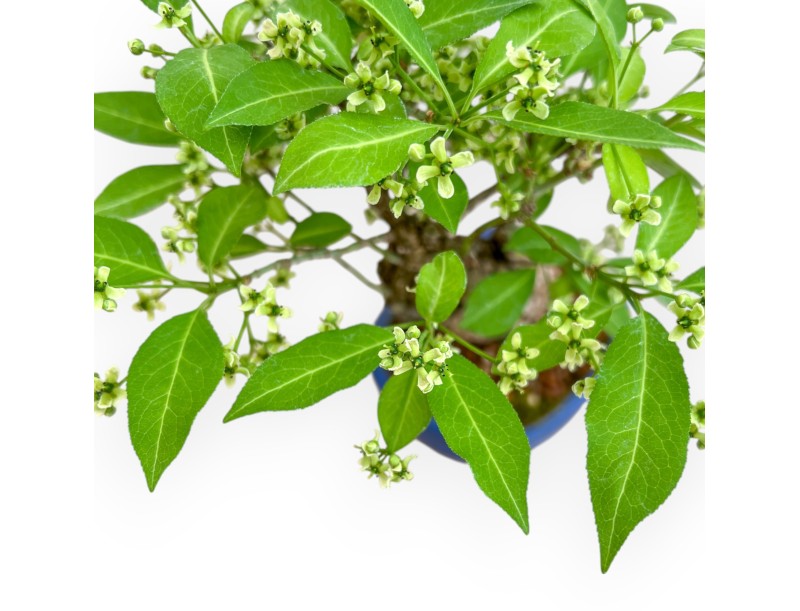 Evonimus Sielbodianus - Spindle - 25 cm