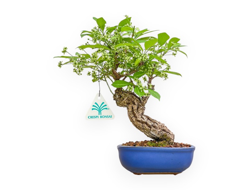 Evonimus Sielbodianus - Spindle - 25 cm