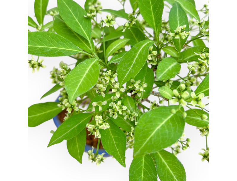 Evonimus Sielbodianus - Spindle - 25 cm