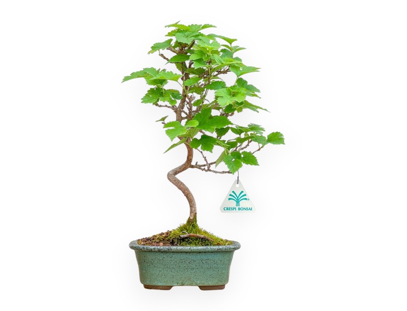 Morus - Gelso - 35 cm