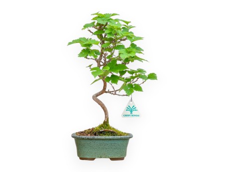 Morus - Gelso - 35 cm