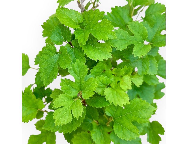 Morus - Mulberry - 35 cm