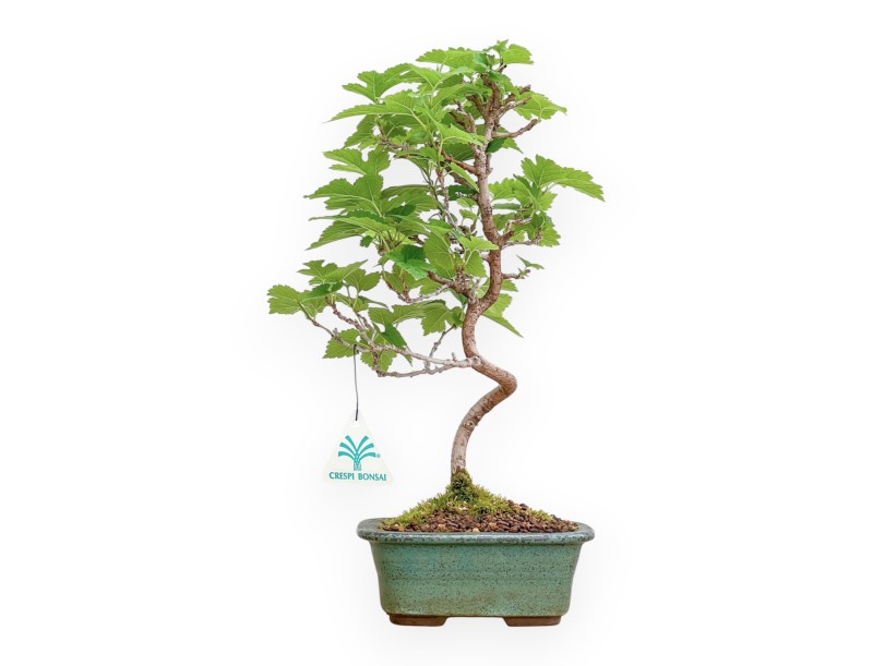 Morus - 35 cm