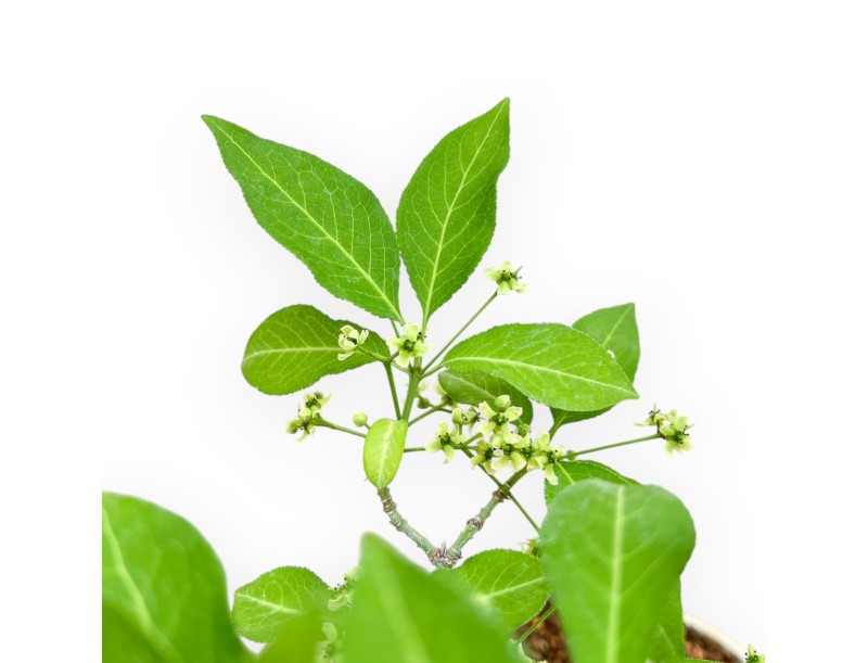 Evonimus Sielbodianus - Spindle - 31 cm