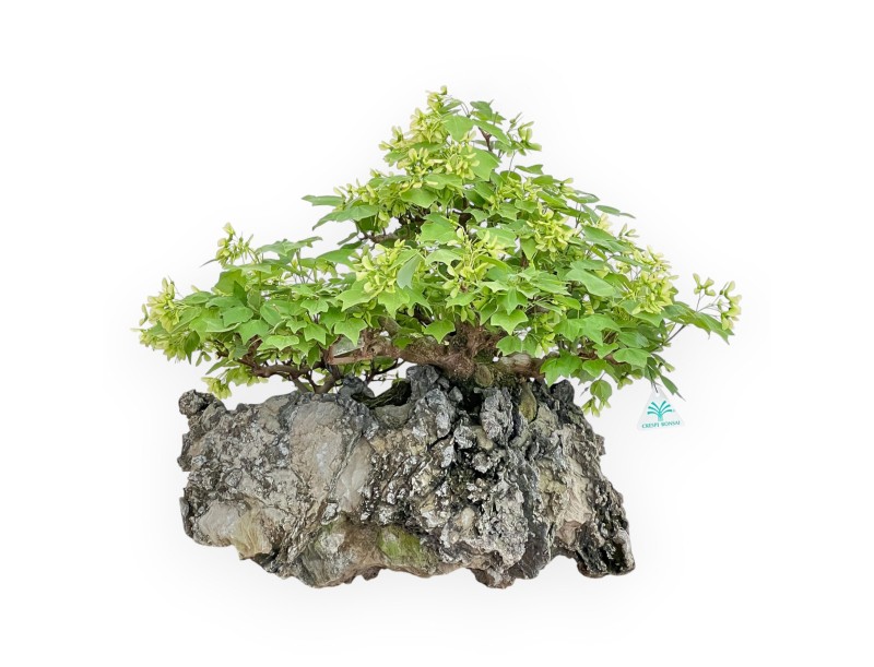 Acer Buergerianum - Arce - 49 cm