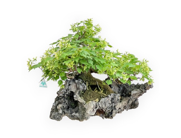 Acer Buergerianum - Maple - 49 cm