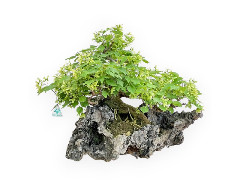 Acer Buergerianum - Maple - 49 cm