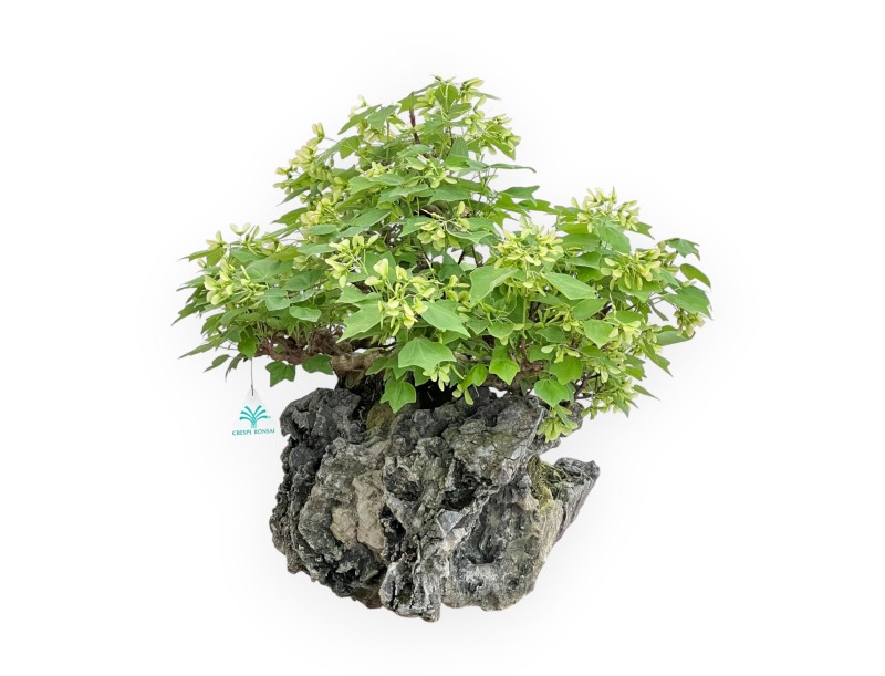 Acer Buergerianum - Maple - 49 cm