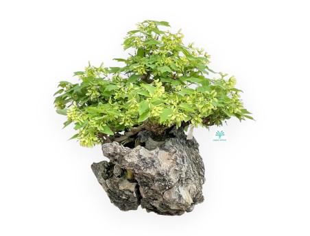 Acer Buergerianum - Arce - 49 cm