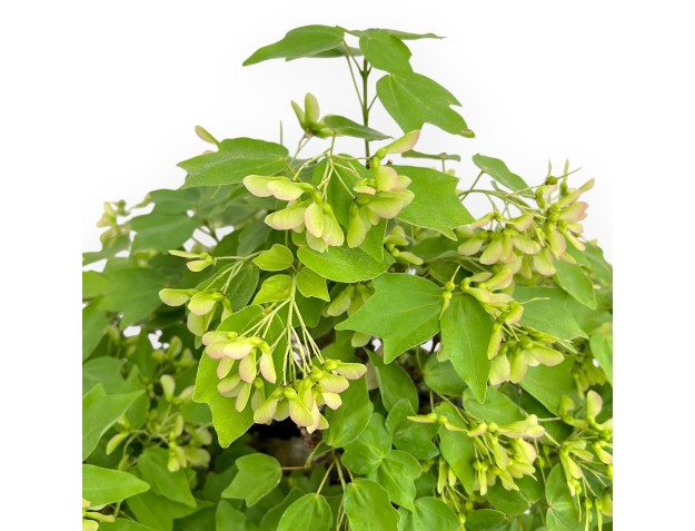 Acer Buergerianum - Esdoorn - 49 cm 2