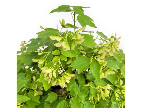 Acer Buergerianum - Maple - 49 cm